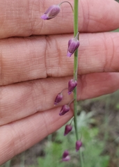 Pennellia longifolia