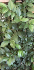 Ligustrum