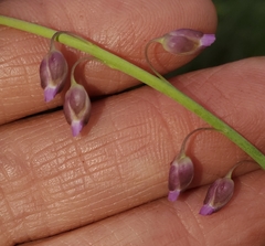 Pennellia longifolia