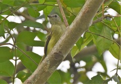 Phyllomyias griseiceps