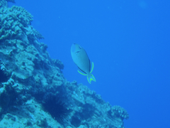 Xanthichthys auromarginatus