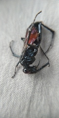 Anoplius infuscatus