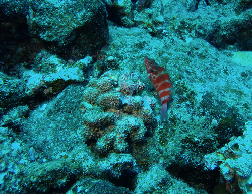 Photo of Banded Hawkfish (Cirrhitops fasciatus)