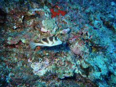 Canthigaster coronata