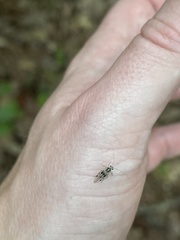 Teliapsocus conterminus