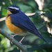 Indian Blue Robin - Photo (c) Wikimedia Commons, some rights reserved (CC BY)