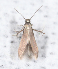 Schreckensteinia erythriella