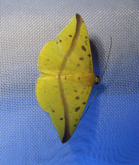 Periclina