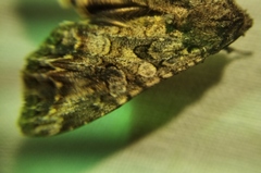 Lacanobia contigua