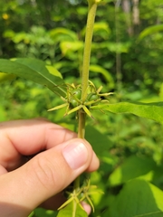 Triosteum perfoliatum