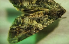 Lacanobia contigua