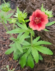 Potentilla thurberi