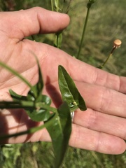 Erigeron philadelphicus glabra