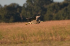 Nycticorax nycticorax image