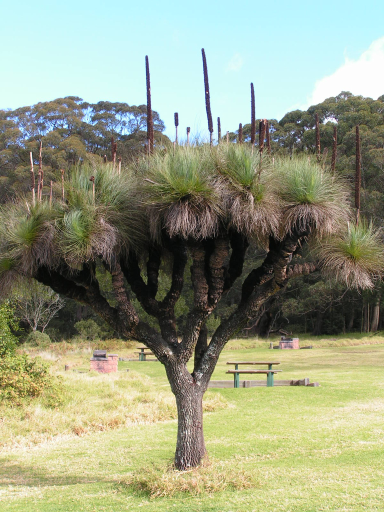 Grass tree (with trunk) (Flora (Indigenous Use) Guide of Cessnock ...