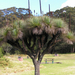 Queensland Grasstree - Photo (c) Arthur Chapman, some rights reserved (CC BY-NC-SA)