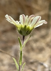 Hemizonia congesta