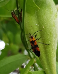 Oncopeltus spectabilis