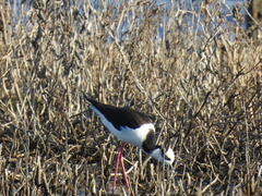 Himantopus mexicanus