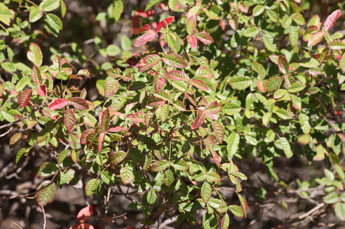 photo of Pacific Poison Oak (Toxicodendron diversilobum)