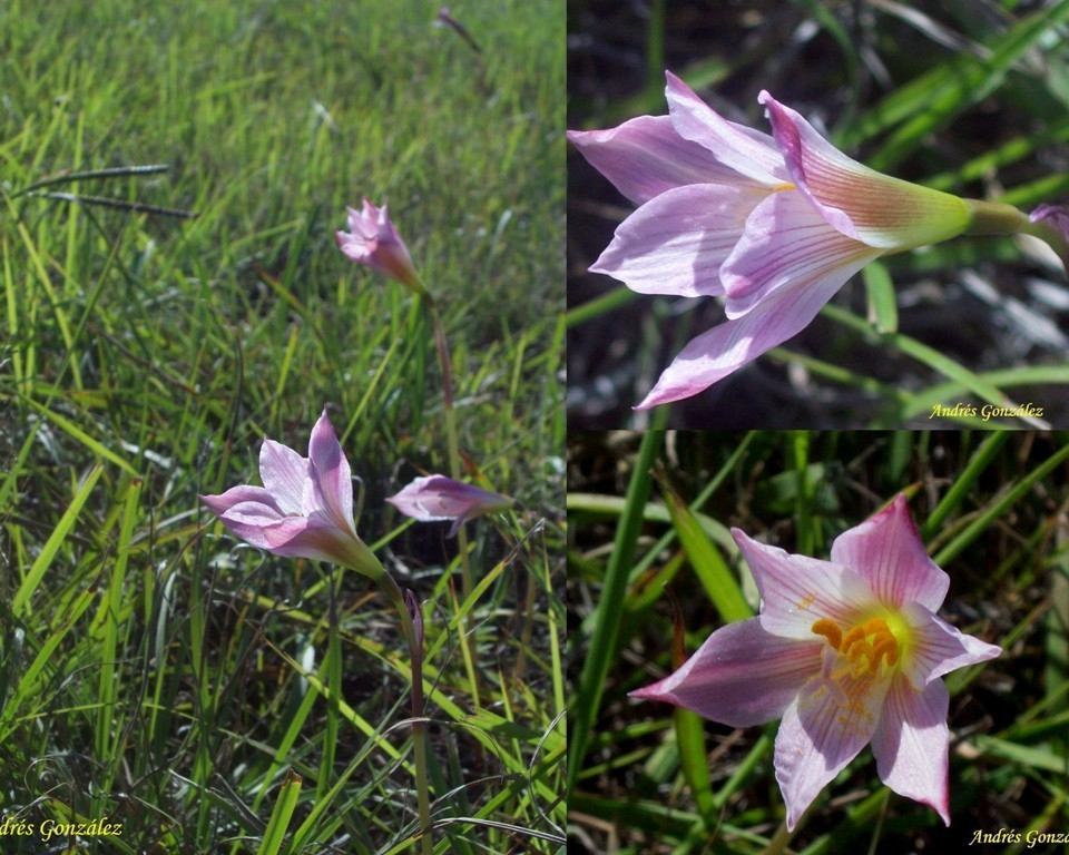 Zephyranthes gracilifolia