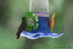 Chrysuronia versicolor