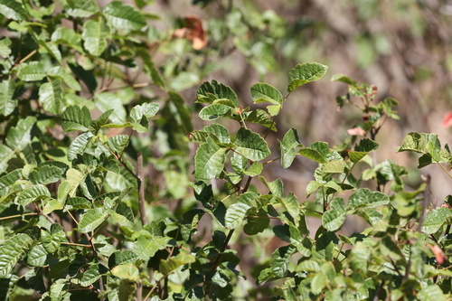 photo of Pacific Poison Oak (Toxicodendron diversilobum)