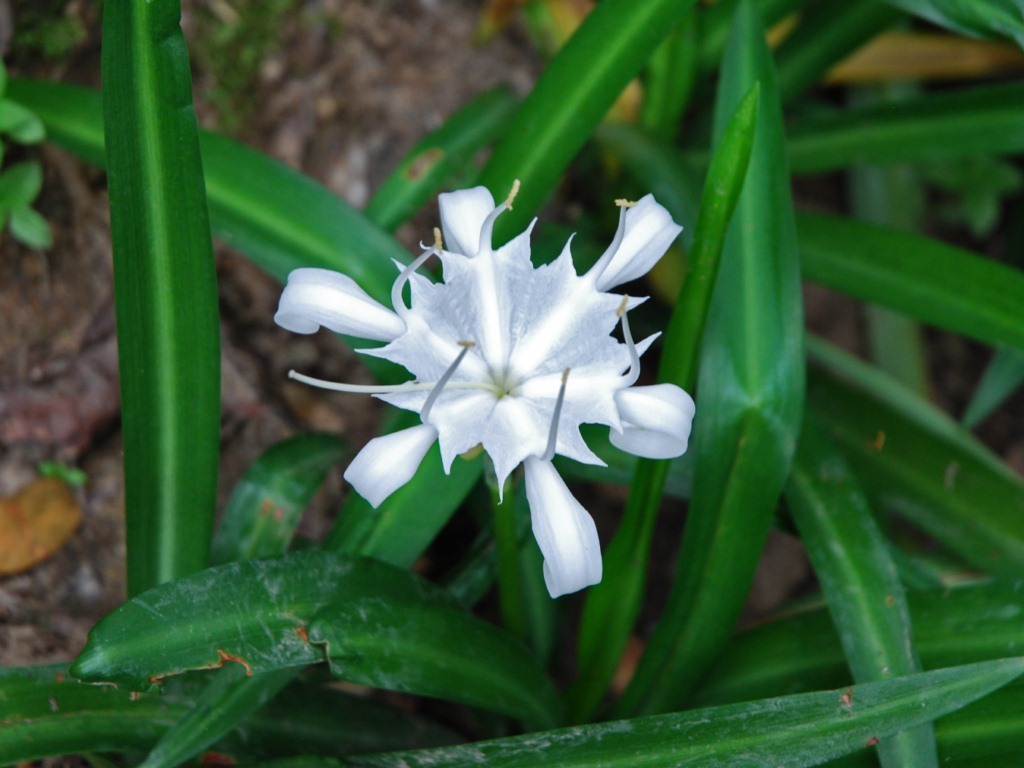 Javanese lily