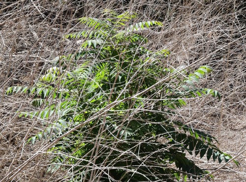 photo of Southern California Walnut (Juglans californica)