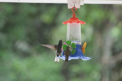 Chrysuronia versicolor