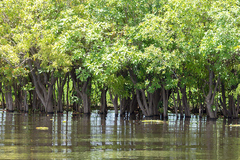 Barringtonia acutangula