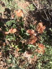 Rumex venosus