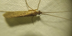 Limnephilus affinis
