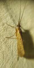 Limnephilus affinis