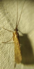 Limnephilus affinis