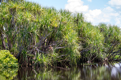 Pandanus aquaticus