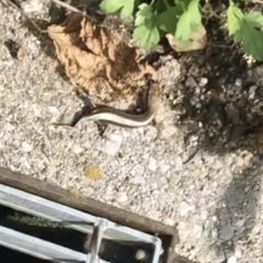 Plestiodon japonicus