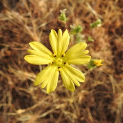 Lagophylla glandulosa