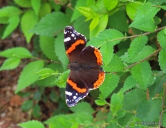 Vanessa atalanta
