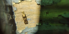 Blastodacna atra