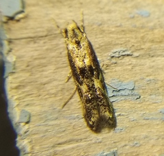 Blastodacna atra