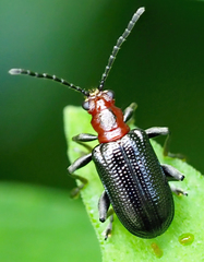Hapsidolemoides