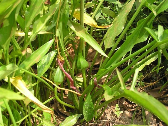 Typhonium flagelliforme (Typhonium flagelliforme)