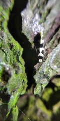 Neurothaumasia ankerella