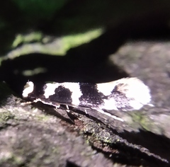 Neurothaumasia ankerella