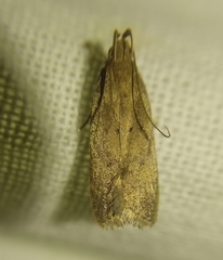 Helcystogramma lutatella