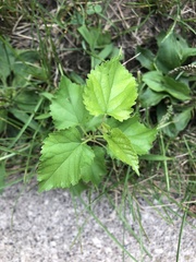 Morus alba
