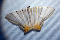Opisthoxia