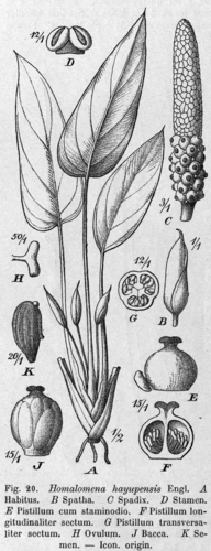 Homalomena griffithii