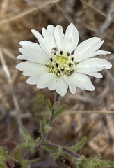 Hemizonia congesta